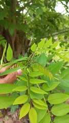 Phyllanthus acidus