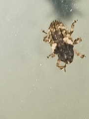 Cryptorhynchus fuscatus