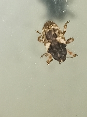 Cryptorhynchus fuscatus