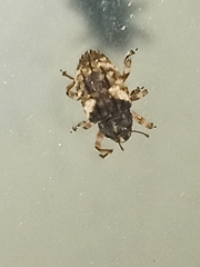 Cryptorhynchus fuscatus