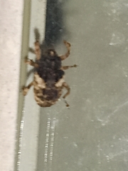 Cryptorhynchus fuscatus