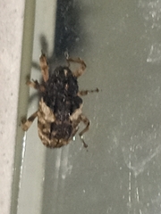 Cryptorhynchus fuscatus