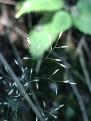 Agrostis capillaris