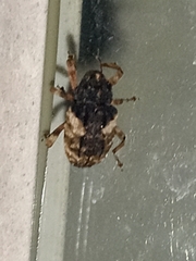 Cryptorhynchus fuscatus