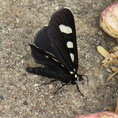 Alypiodes bimaculata