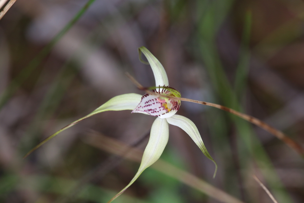 Caladenia multiplex
