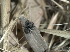 Zenodorus orbiculatus