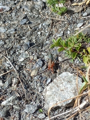 Chorthippus cialancensis