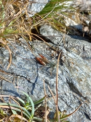 Chorthippus cialancensis