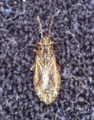 Ortholomus punctipennis