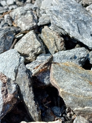 Chorthippus cialancensis