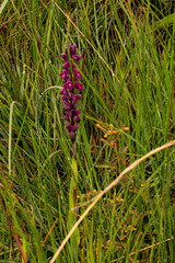 Disa hircicornis