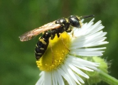 Philanthus bilunatus