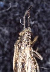 Ortholomus punctipennis