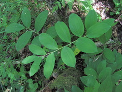 Polygonatum glaberrimum