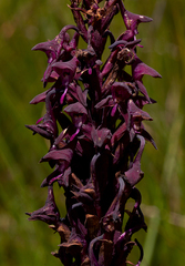Disa hircicornis