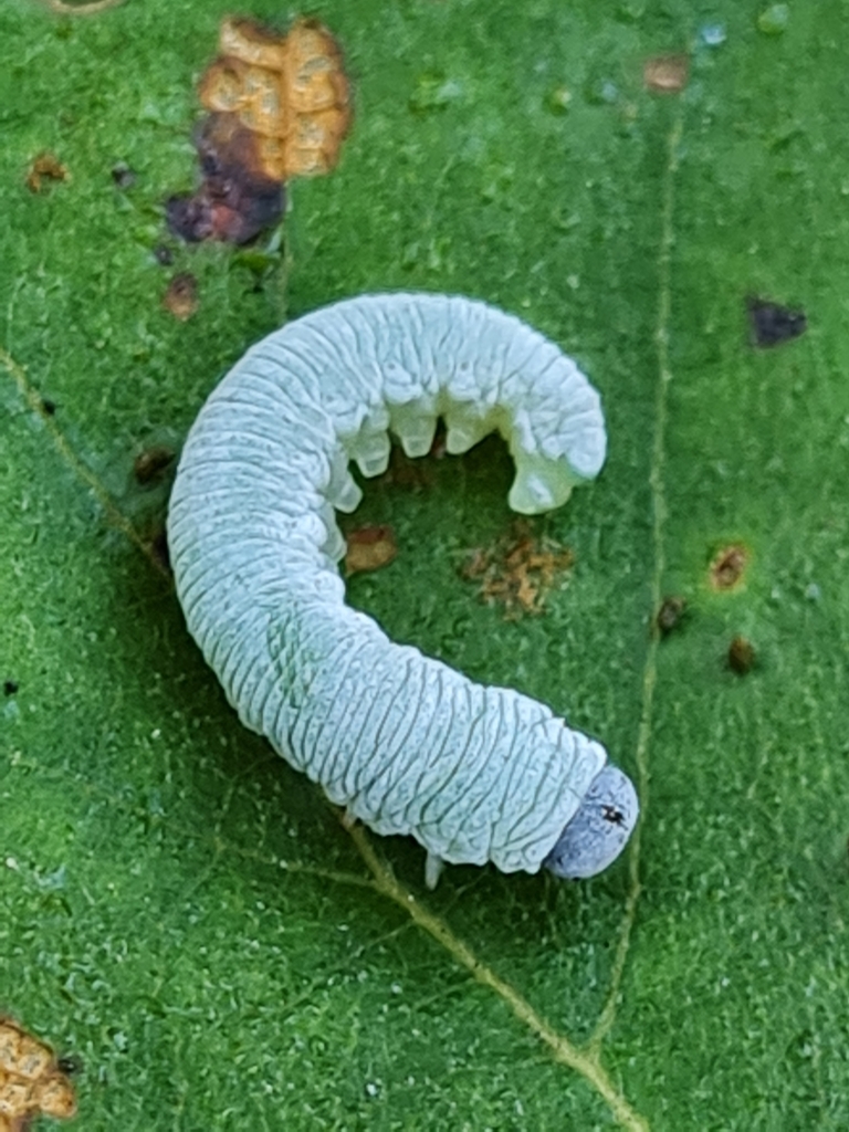 Allantus cingillum