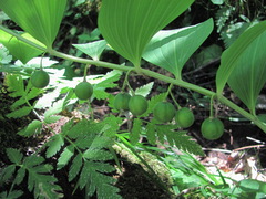 Polygonatum glaberrimum