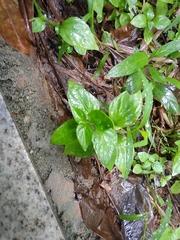 Dicliptera chinensis