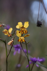 Diuris corymbosa
