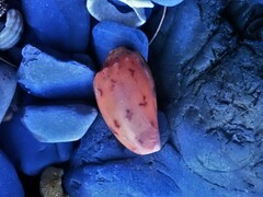 Amoria hunteri