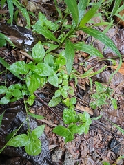 Dicliptera chinensis