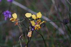 Diuris corymbosa