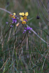 Diuris corymbosa