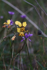 Diuris corymbosa