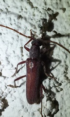 Aneflomorpha lineare