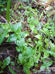 Dicliptera chinensis