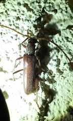 Aneflomorpha lineare