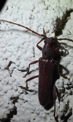 Aneflomorpha lineare