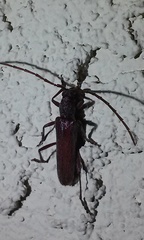 Aneflomorpha lineare