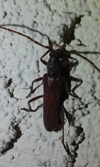 Aneflomorpha lineare