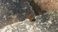 Dodona durga