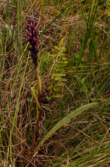 Disa hircicornis