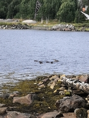 Gavia stellata