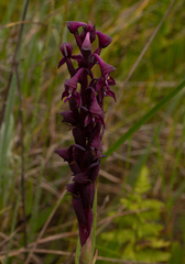 Disa hircicornis