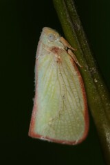 Sanurus