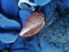 Amoria hunteri
