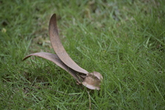 Dipterocarpus alatus