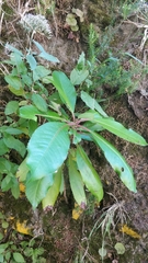 Clethra arborea image