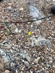 Crotalaria montana