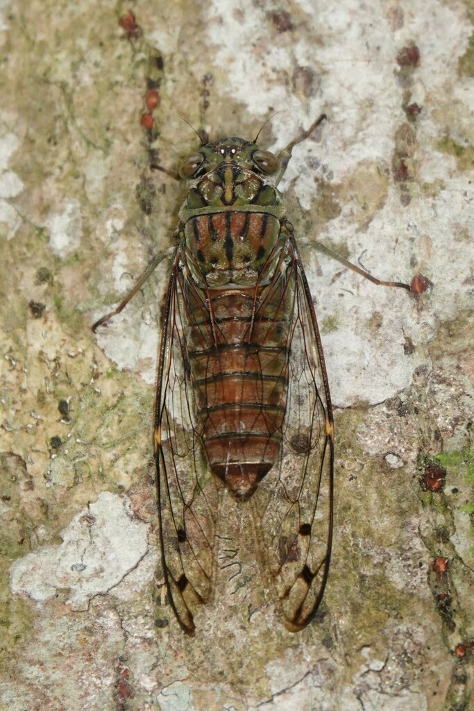 Purana