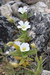 Cerastium lithospermifolium