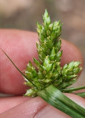 Cyperus fendlerianus