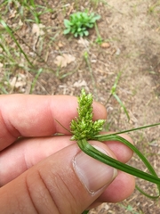 Cyperus fendlerianus