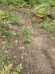 Cyperus fendlerianus