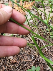 Cyperus fendlerianus